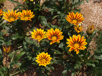 가자니아 사진 - Gazania rigens (L.) Gaertn. Photos