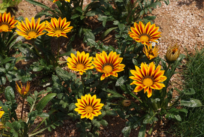 가자니아 - Gazania, Gazania rigens (L.) Gaertn.