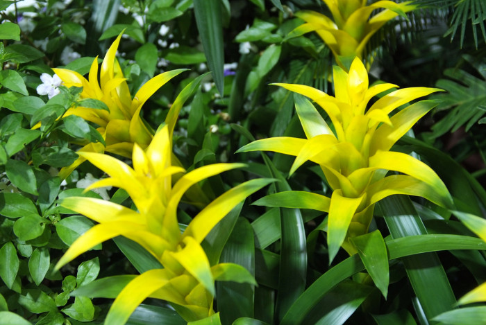 아나나스 - Ananas spp.