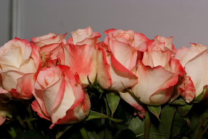 장미, Rosa hybrida