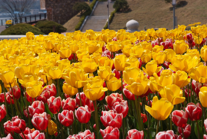 튤립 - Tulip, Tulipa gesneriana
