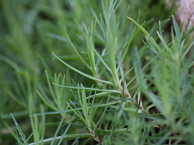 상록패랭이 사진 - Dianthus chinensis Photos