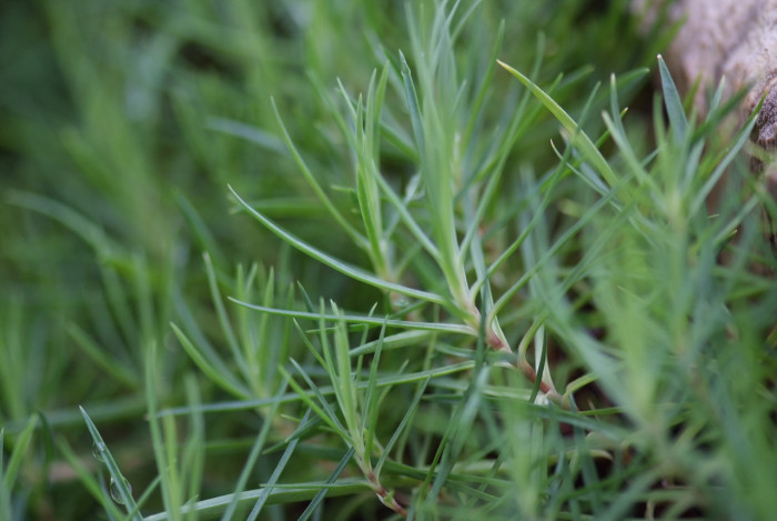 상록패랭이 - Dianthus chinensis