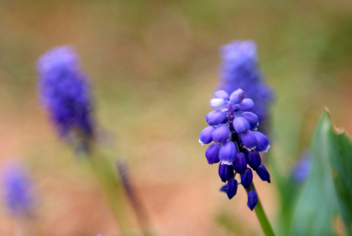 무스카리 - blue grape hyacinth, Muscari armeniacum.