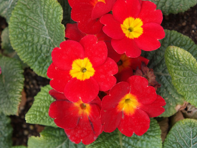 프리뮬러 사진 - Primula polyantha Photos