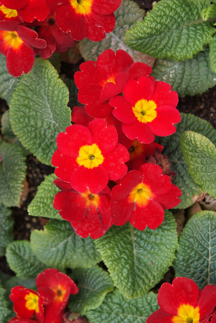 프리뮬러 - Primula, Primula polyantha