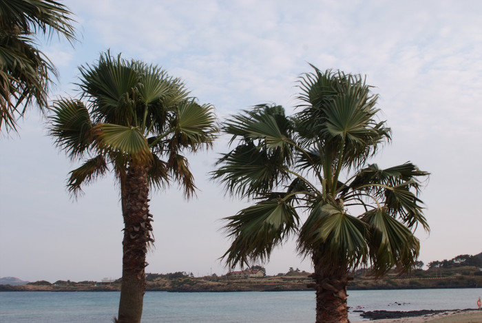 워싱턴야자 - Washington palm, California Fan Palm, Washingtonia filifera