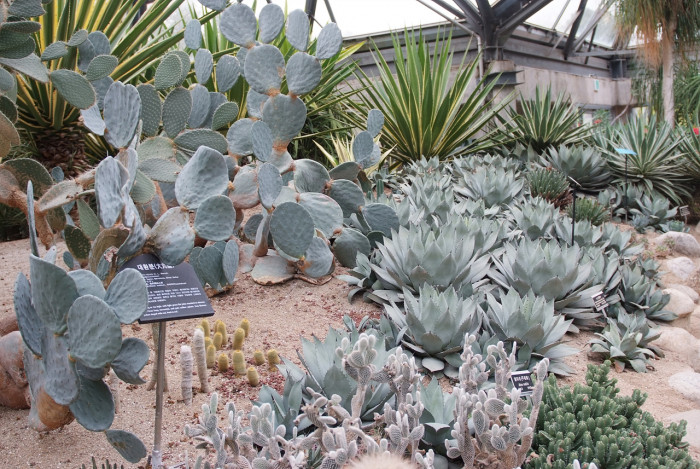 선인장 - Opuntia ficus-indica Mill.