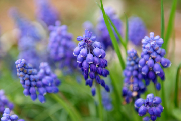 무스카리 - blue grape hyacinth, Muscari armeniacum.