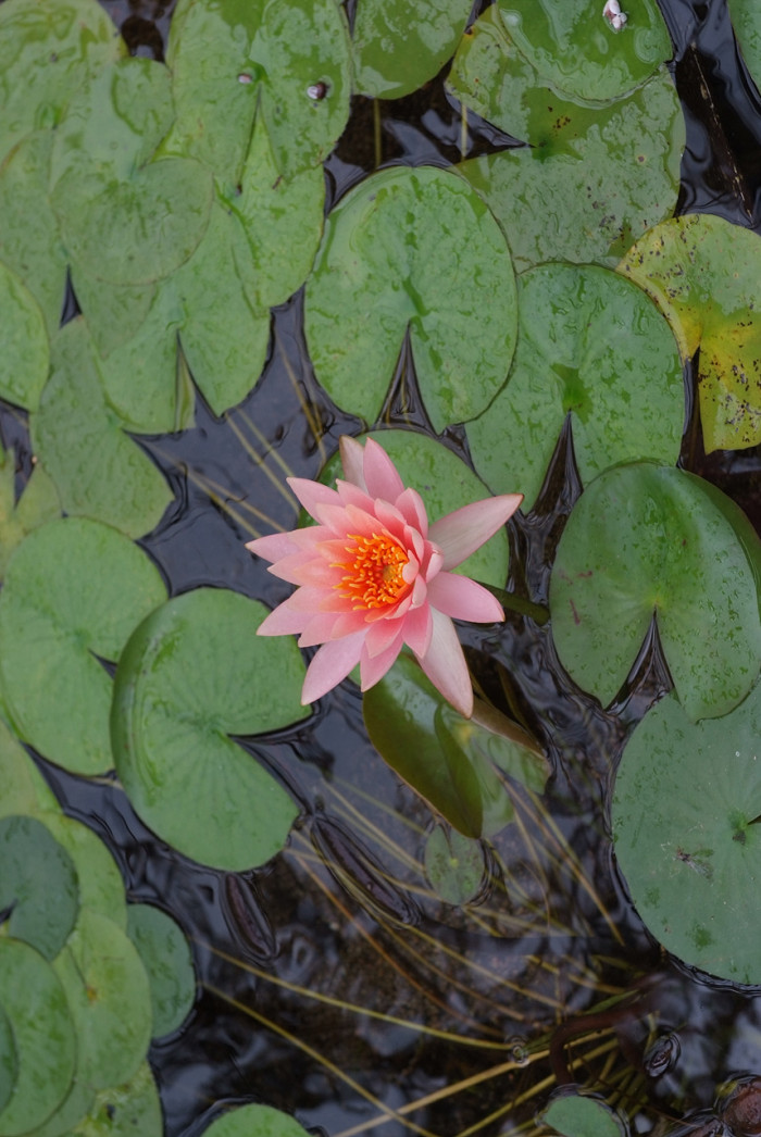 수련 - Nymphaea tetragona var. angusta