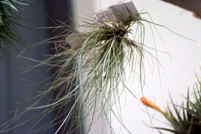 틸란디시아 - Tillandsia bergeri