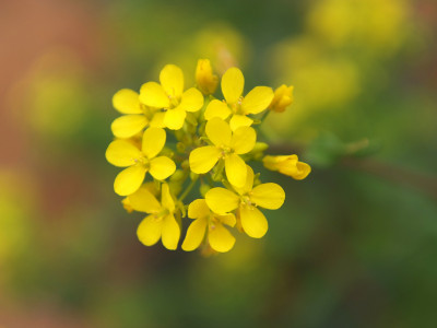 무 사진 - Raphanus sativus L. Photos