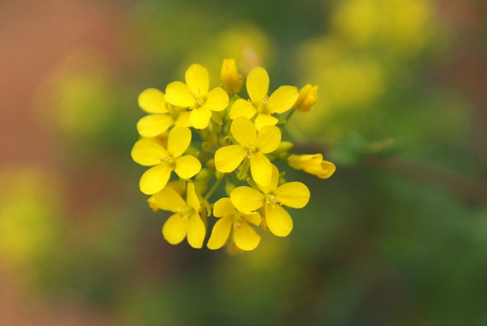 무 - Raphanus sativus L.