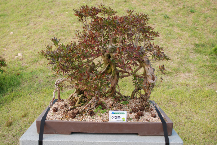 산철쭉 - Rhododendron yedoense for. poukhanense (H.Lev.) Sugim.