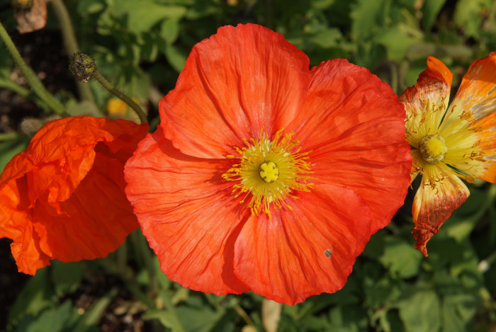 개양귀비 - Field Poppy, Papaver rhoeas L.