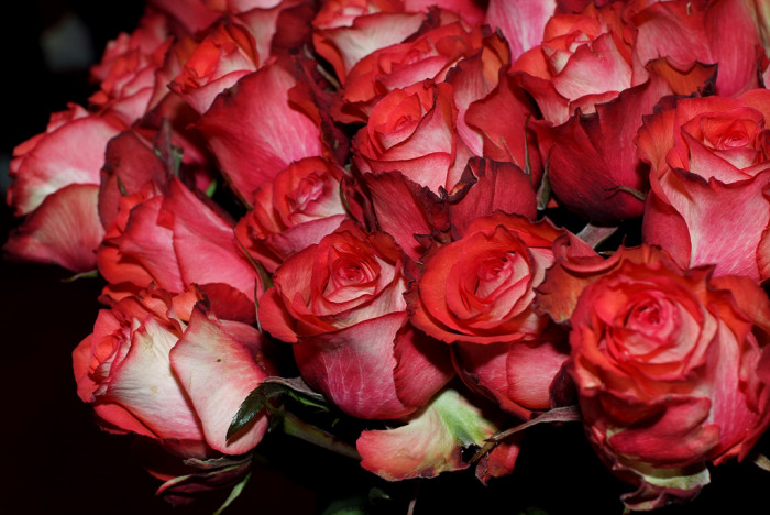 장미 - Rose, Rosa hybrida