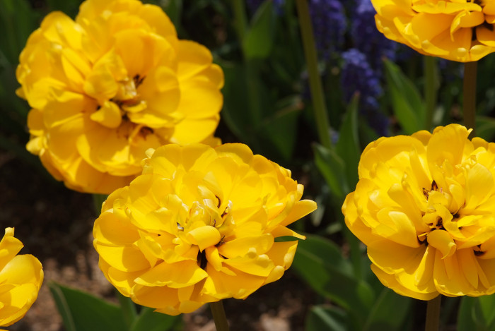 튤립 - Tulip, Tulipa gesneriana