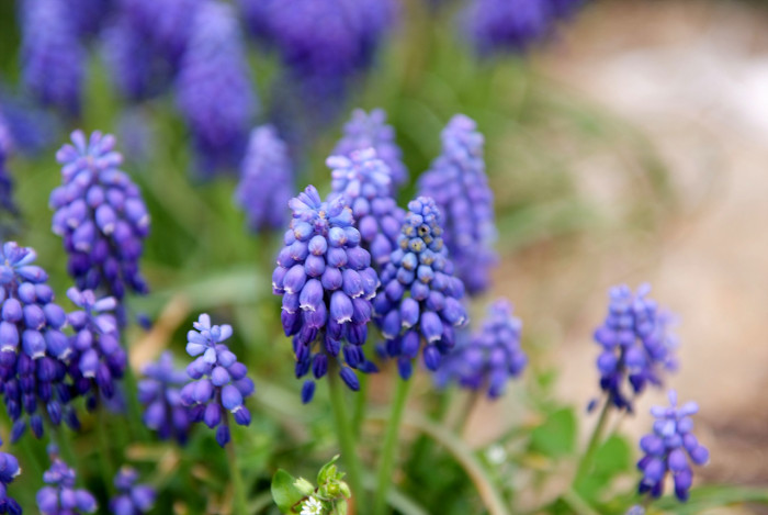 무스카리 - blue grape hyacinth, Muscari armeniacum.