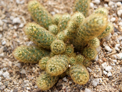 황금사 사진 - Mammillaria elongata Photos
