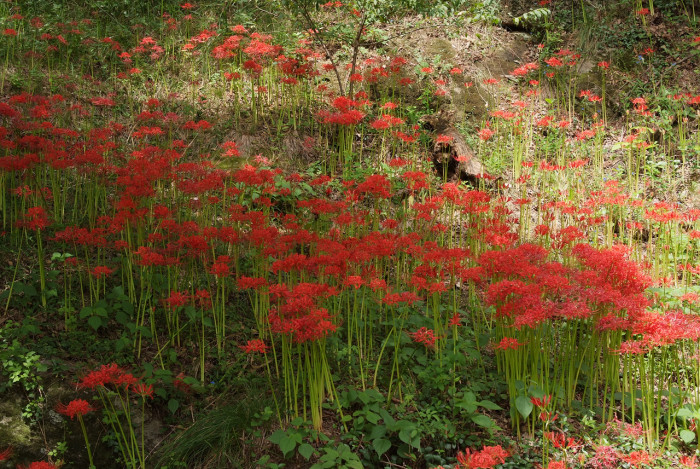 석산 - red spider lily, Lycoris radiata