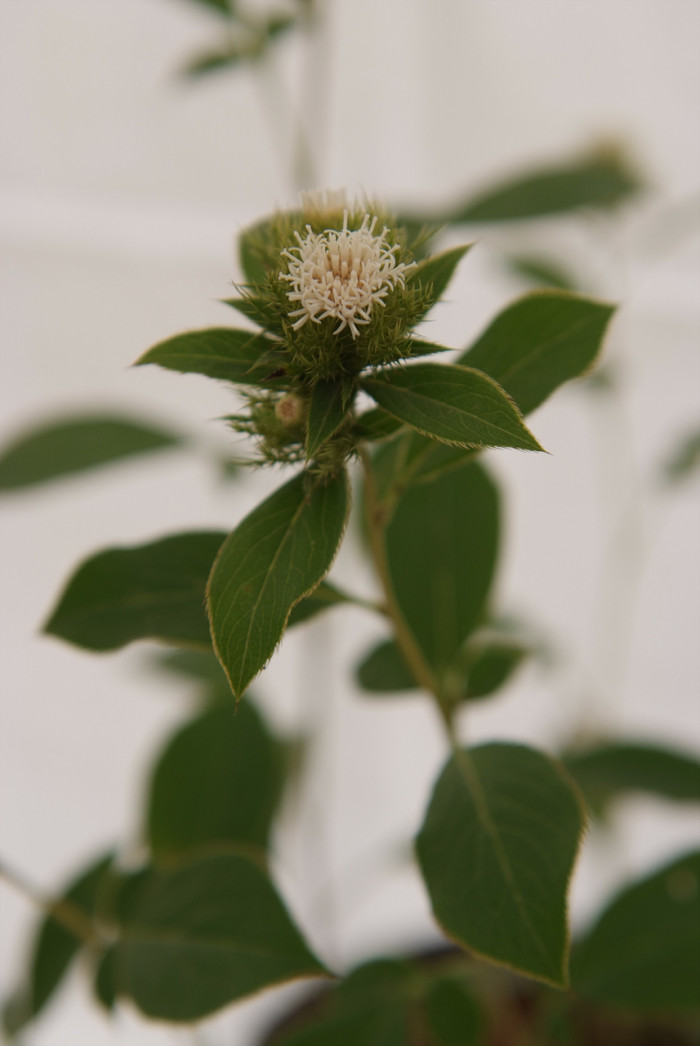 삽주 - Atractylodes ovata (Thunb.) DC.