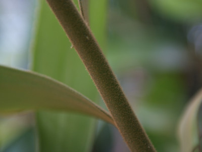 멕시코소철 사진 - Zamia pumila Photos