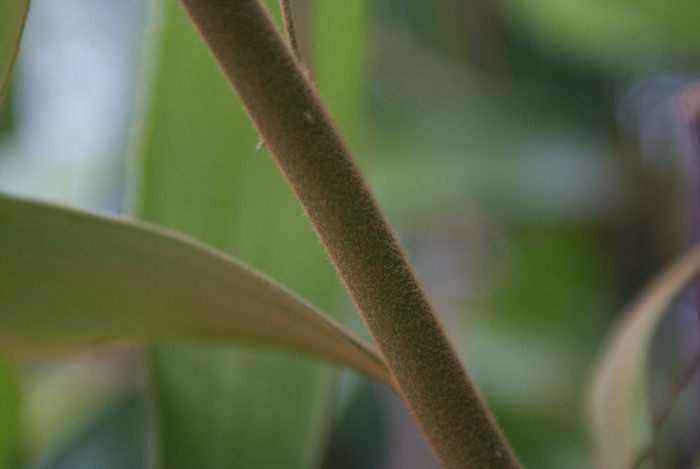 멕시코소철 - sago palm, Zamia pumila