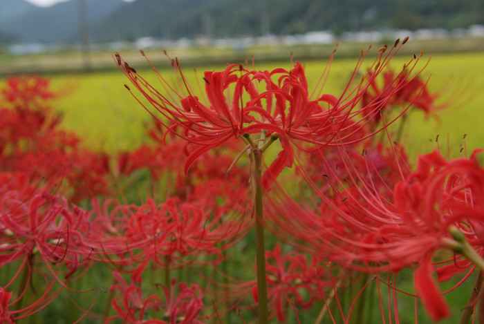 석산 - red spider lily, Lycoris radiata