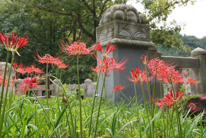 석산 - red spider lily, Lycoris radiata