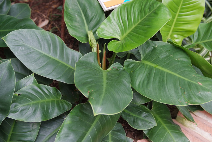 필로덴드론 구티레움 - Philodendron