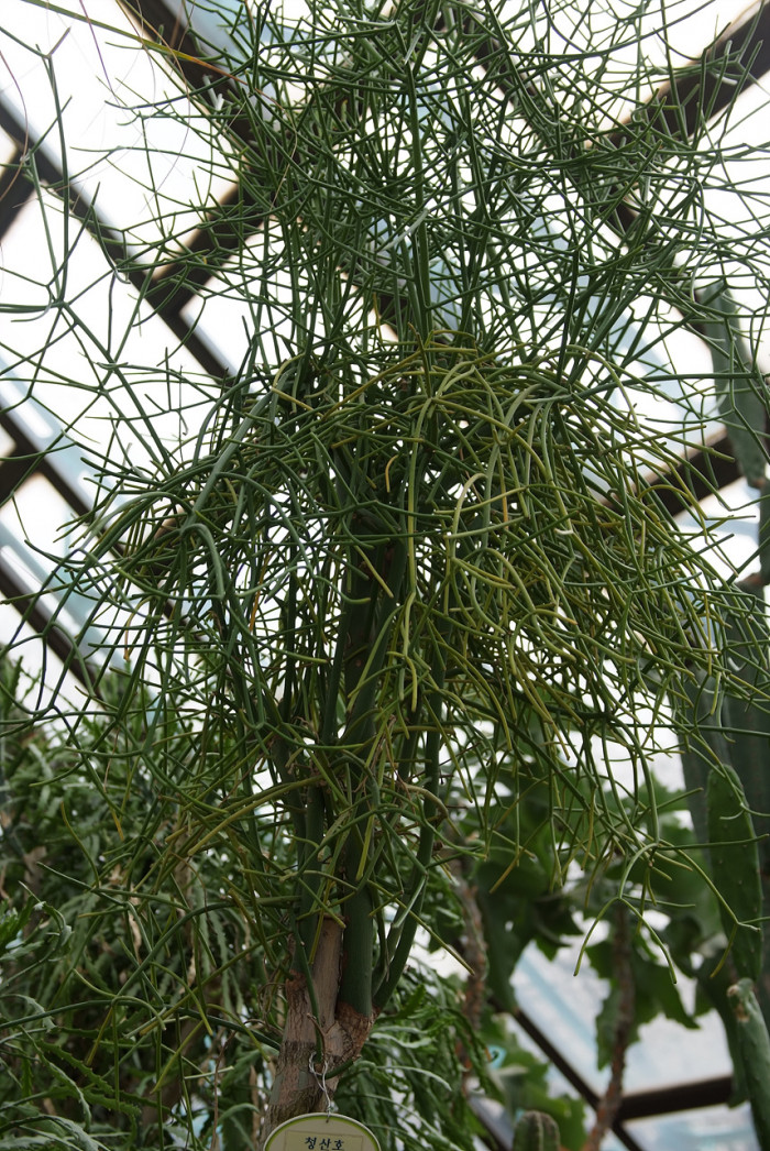 청산호 - Euphorbia tirucalli