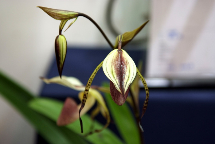 파피오페딜럼 - Papihopedilum pinochio, Paphiopedilum hybrids