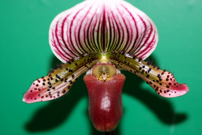 파피오페딜럼 - Papihopedilum pinochio, Paphiopedilum hybrids