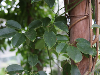 멀꿀 사진 - Stauntonia hexaphylla (Thunb.) Decne. Photos