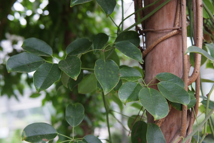 멀꿀 - Stauntonia hexaphylla (Thunb.) Decne.