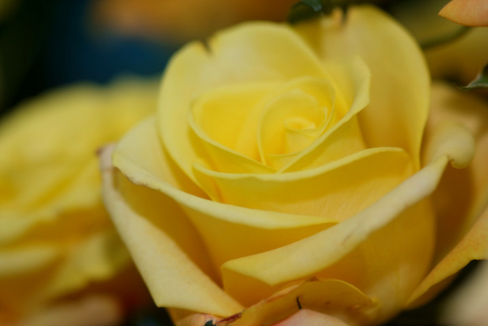 장미 - Rose, Rosa hybrida