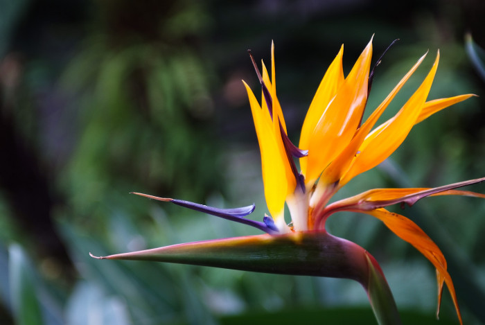 극락조화 - Bird of paradise, Strelitzia reginae