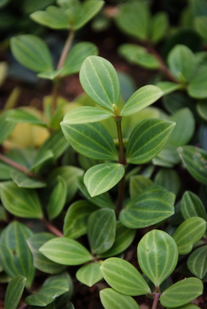 페페로미아 - Vining pepper, vining peperomia, Peperomia dahlstedtii.