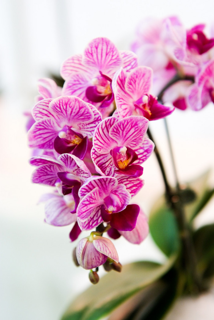 호접란 - Moth orchids, phalaenopsis