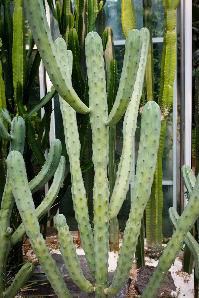 용신목 - Dragon god tree, Myrtillocactus geometrizans