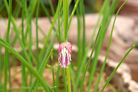 산파 - Allium maximowiczii Regel
