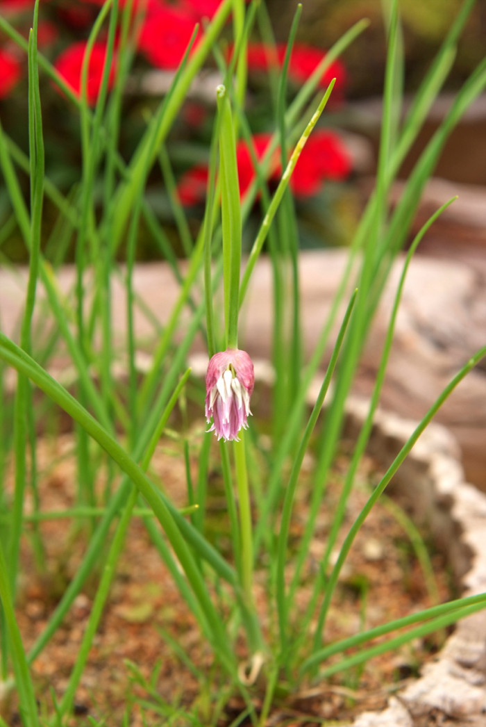 산파 - Allium maximowiczii Regel