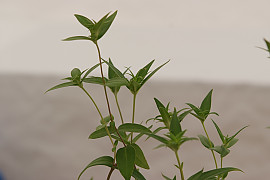칼잎용담 - Gentiana triflora var. japonica