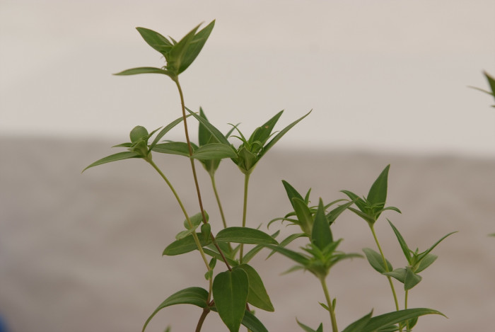 칼잎용담 - Gentiana triflora var. japonica