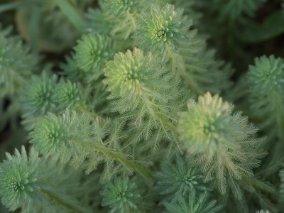 물수세미 사진 - Myriophyllum verticillatum Photos