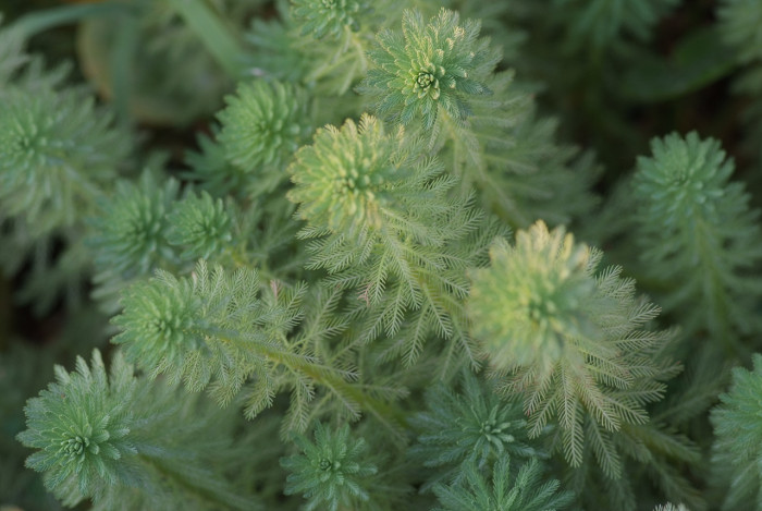 물수세미 - Myriophyllum verticillatum
