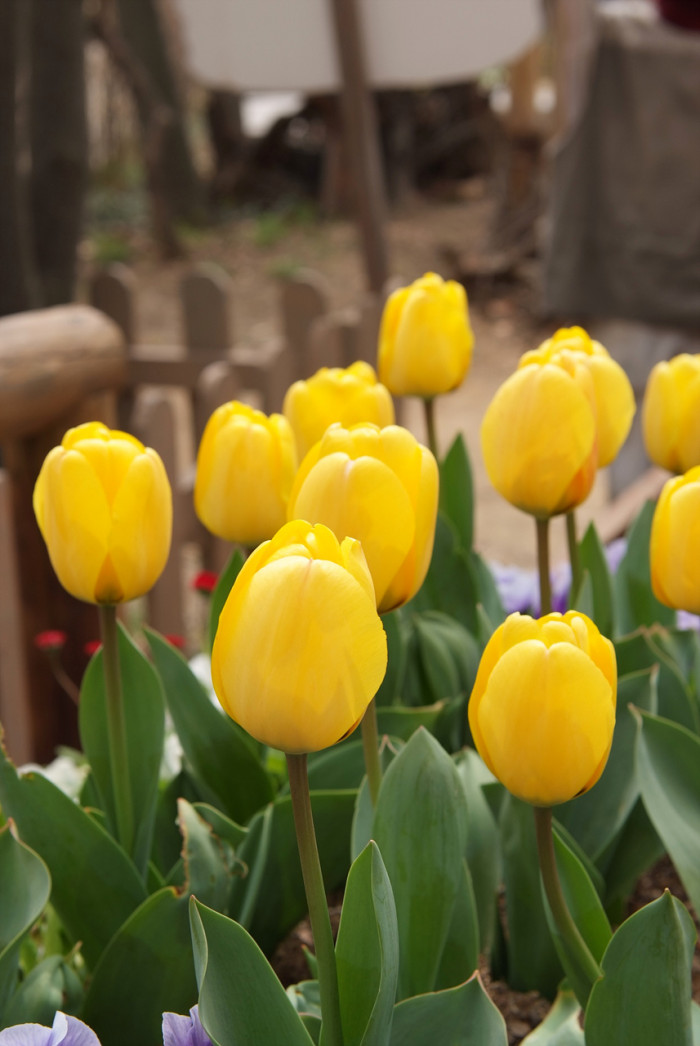 튤립 - Tulip, Tulipa gesneriana
