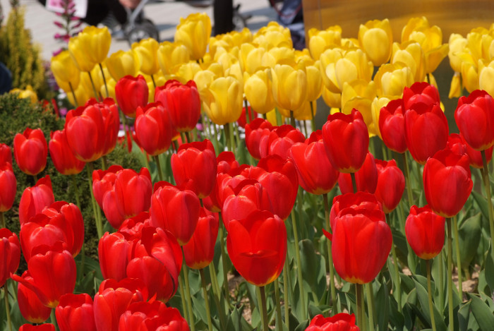 튤립 - Tulip, Tulipa gesneriana