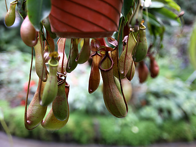 네펜데스 사진 - Nepenthes Photos