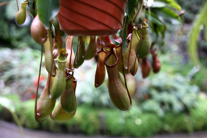 네펜데스 - Nepenthes